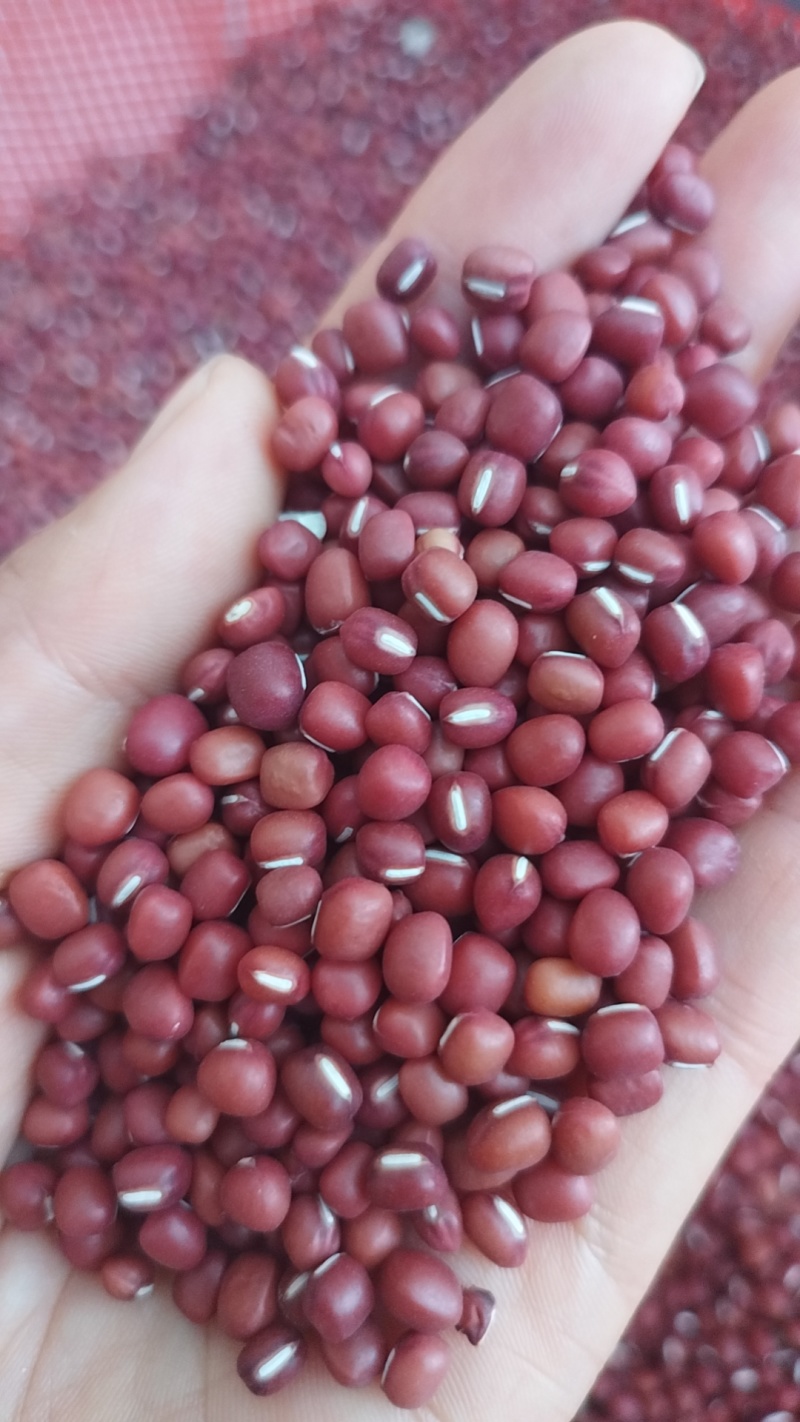 黄河滩去种植最新红小豆