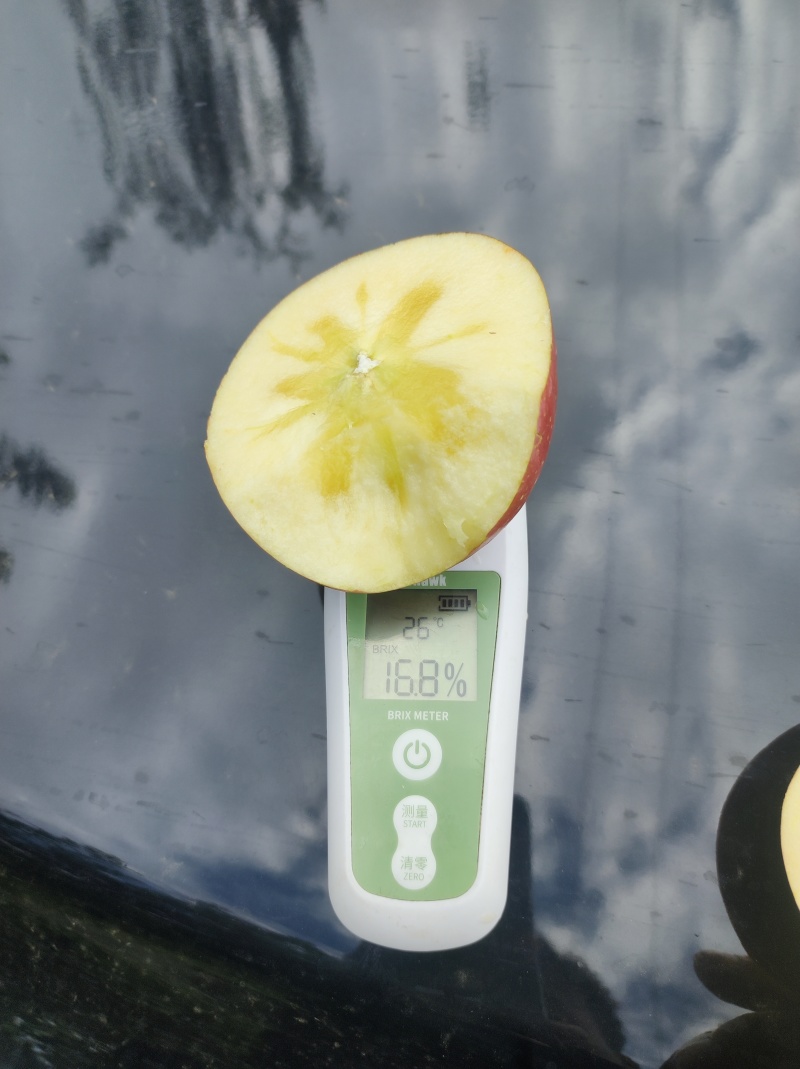 昭通红富士苹果已经可以下树，满满的冰糖心