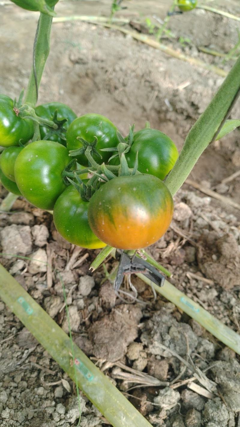 盘锦碱地柿子铁皮柿子绿腚柿子草莓柿子番茄