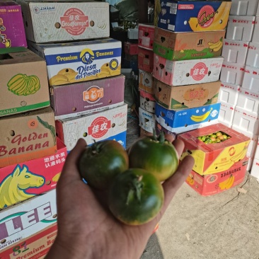 盘锦碱地柿子铁皮柿子绿腚柿子草莓柿子番茄