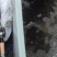 鳜鱼