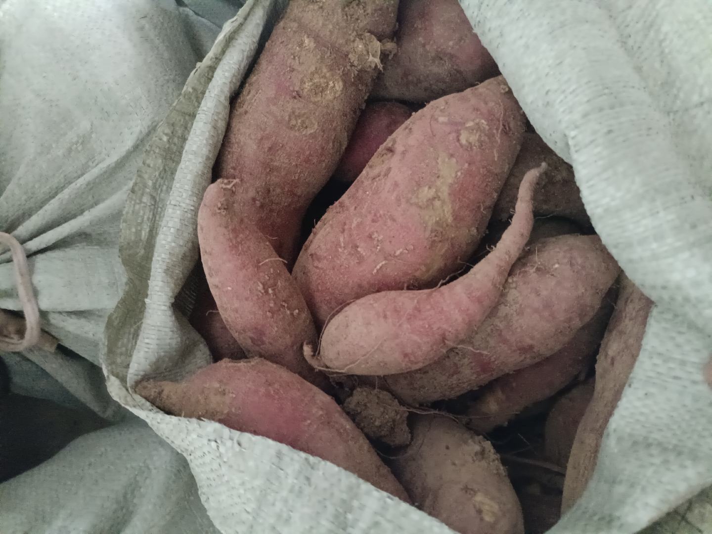 红薯分类对比图