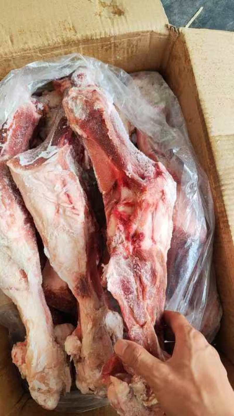 后腿骨