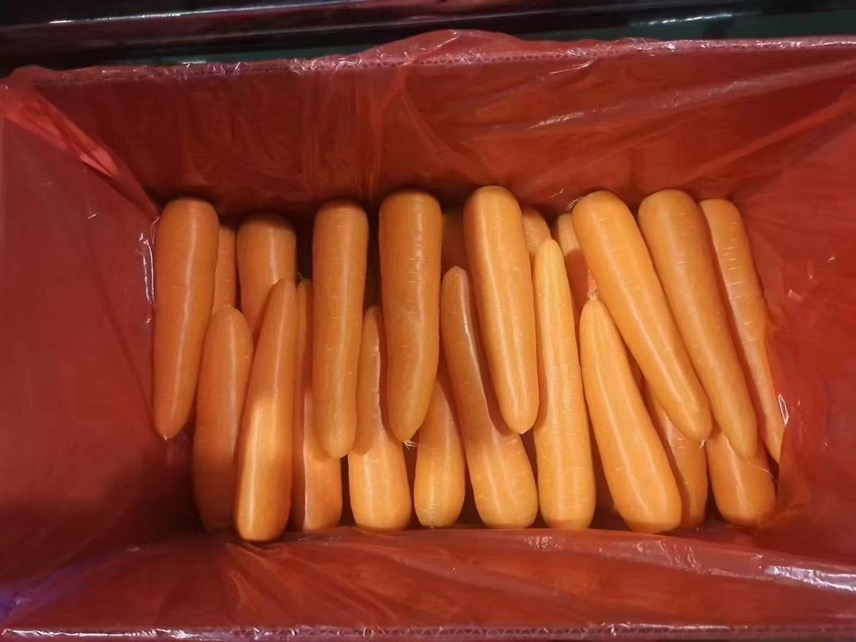 新黑田五寸人参胡萝卜特写