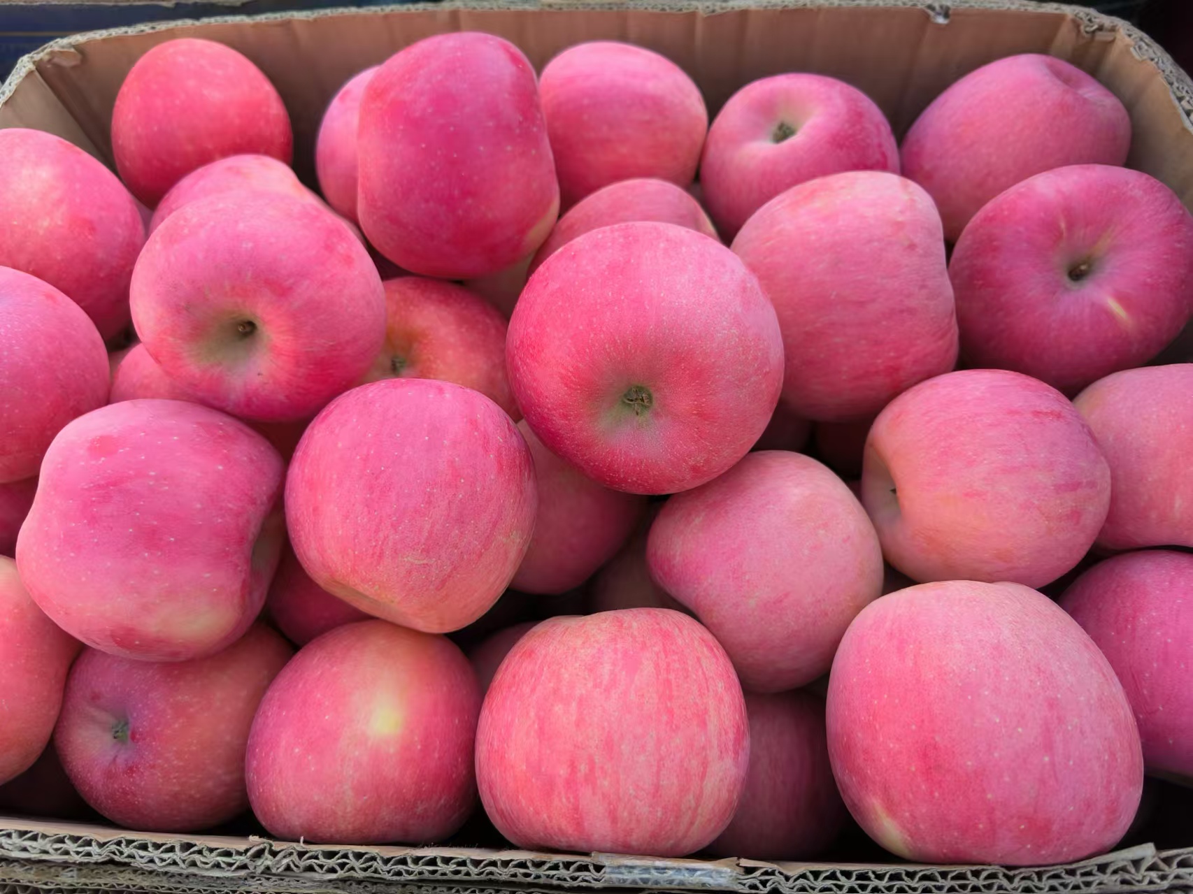 红富士苹果实物展示