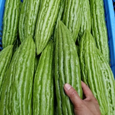 油苦瓜（地头价）