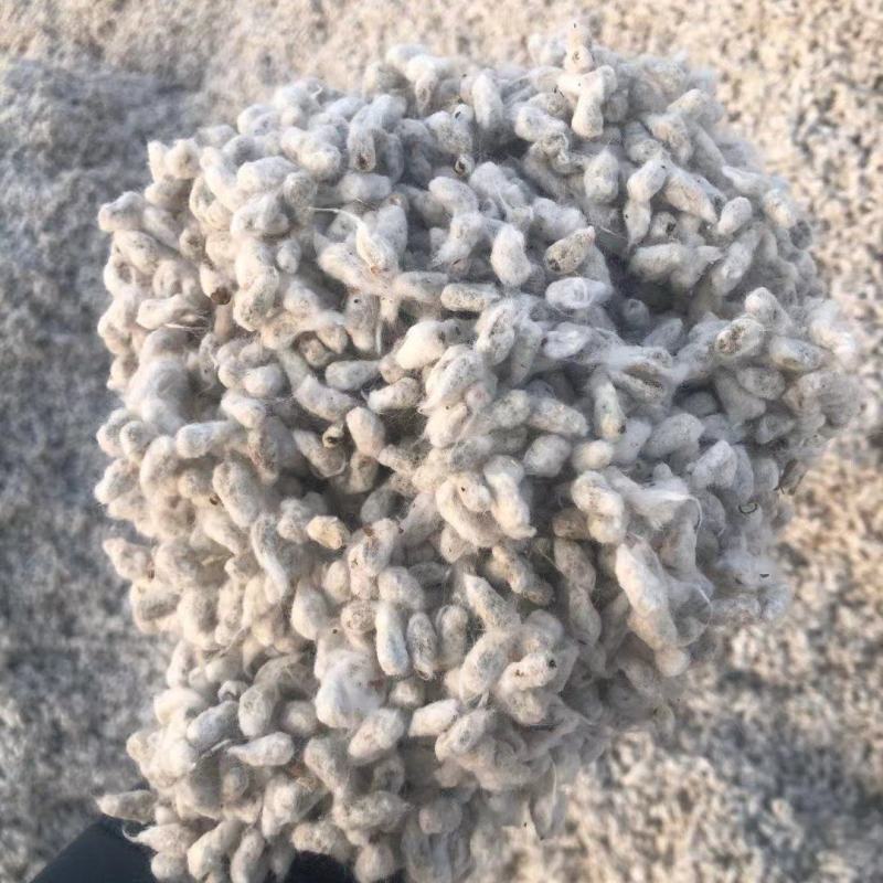 大量出优质棉籽