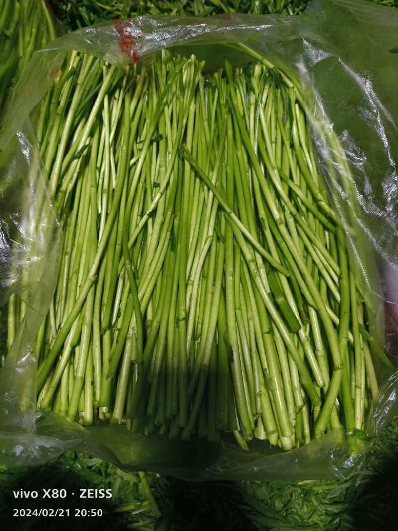 阳新湖蒿（藜蒿）