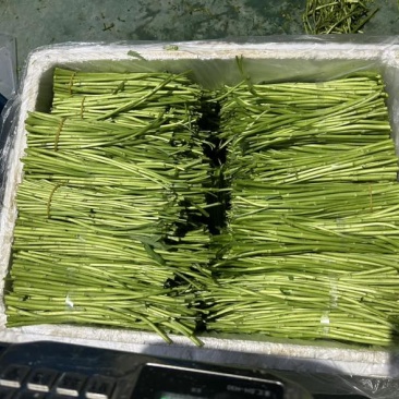 阳新湖蒿（藜蒿）