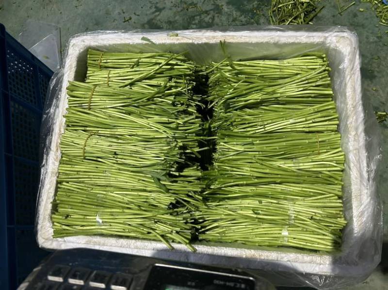 阳新湖蒿（藜蒿）