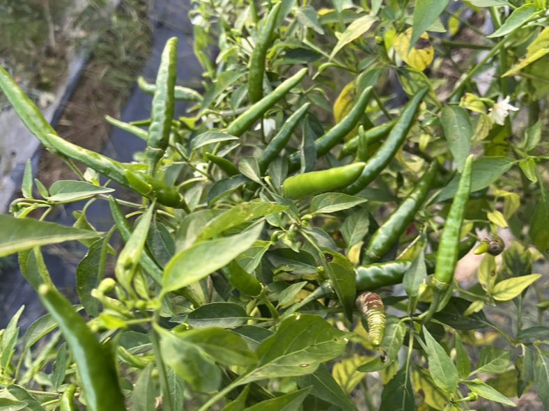 绿色的小米椒特写