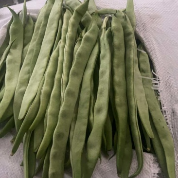 扁豆青州产地直发大棚种植新鲜采摘量大质优