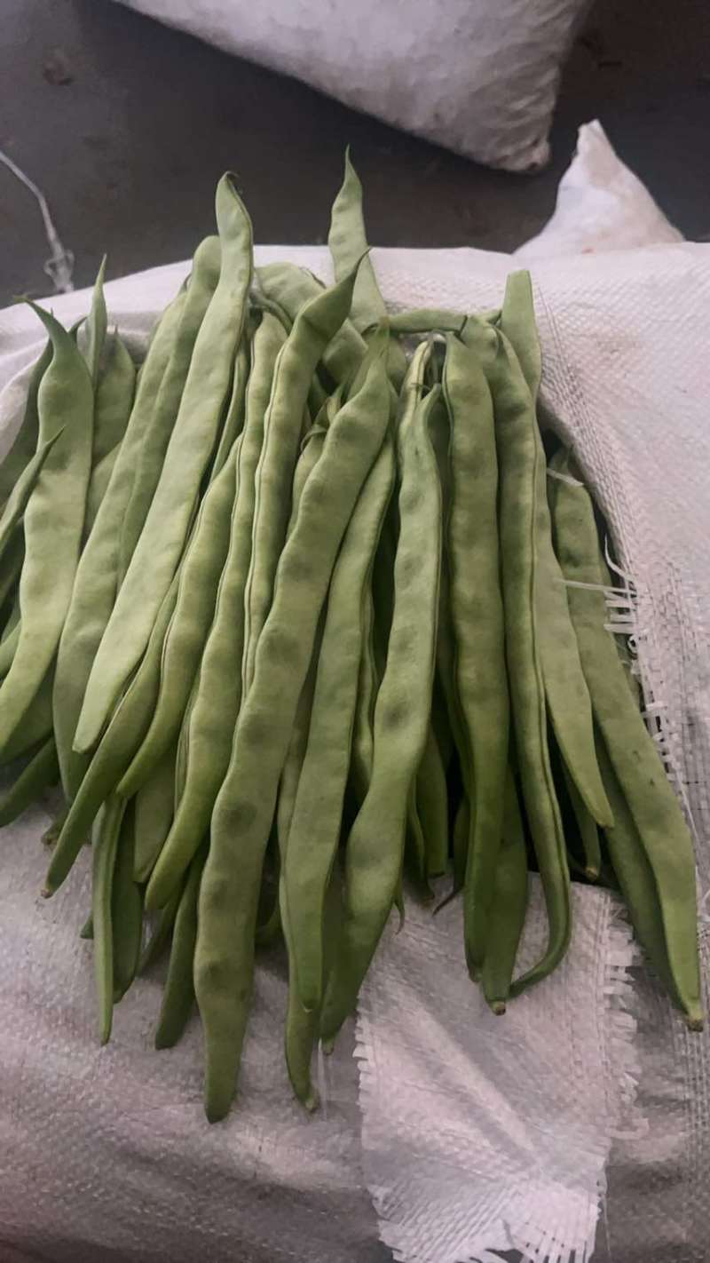 扁豆青州产地直发大棚种植新鲜采摘量大质优