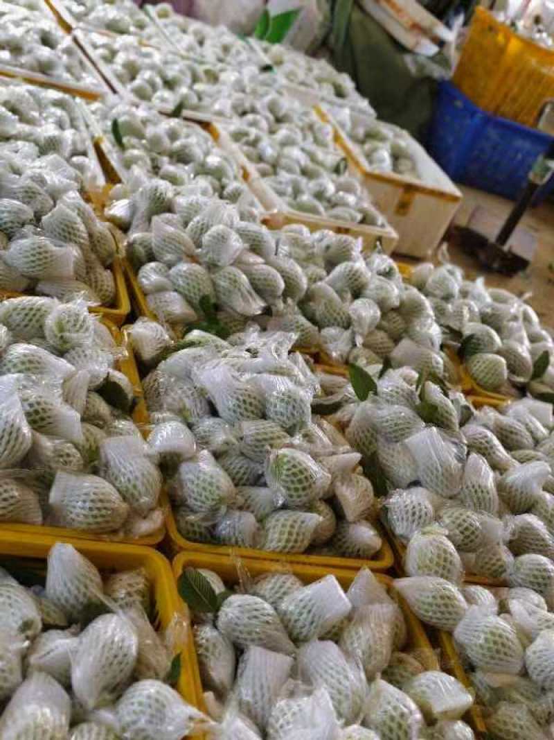 番石榴