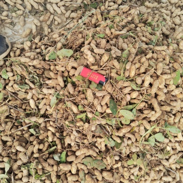 鲜花生