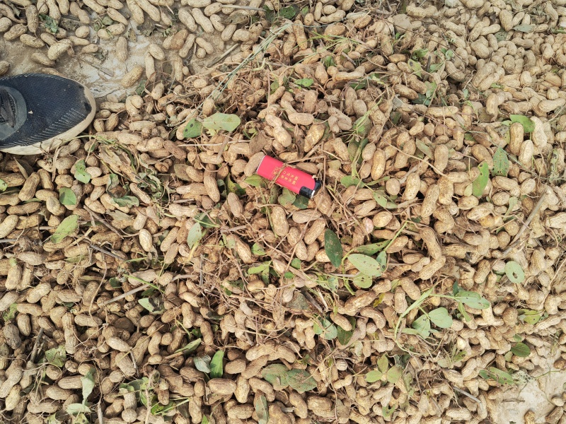 鲜花生