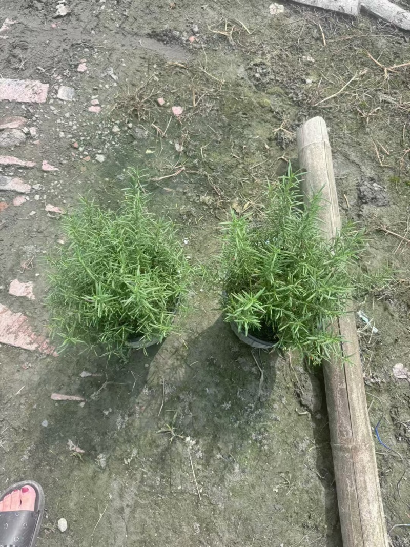 迷迭香2加仑