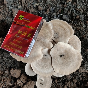 灵芝菇