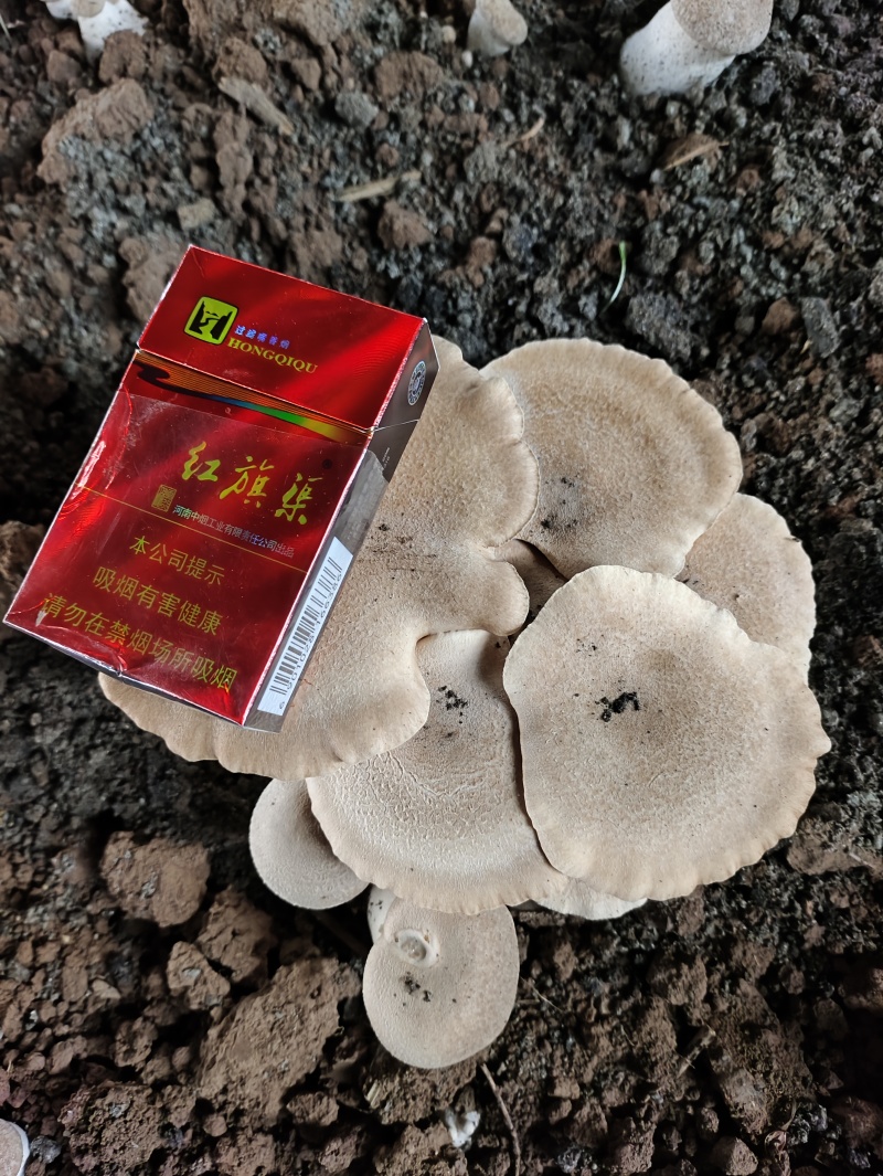 灵芝菇