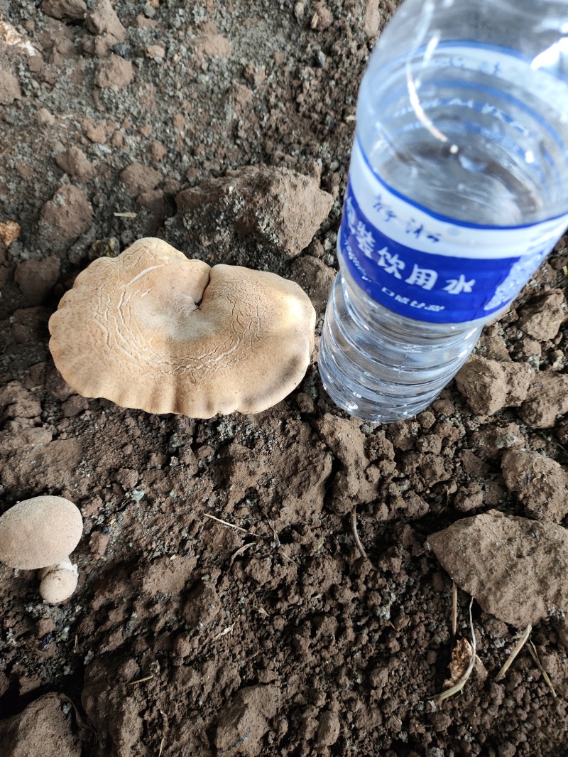 灵芝菇