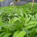 草果苗