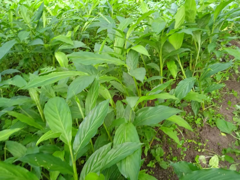 草果苗