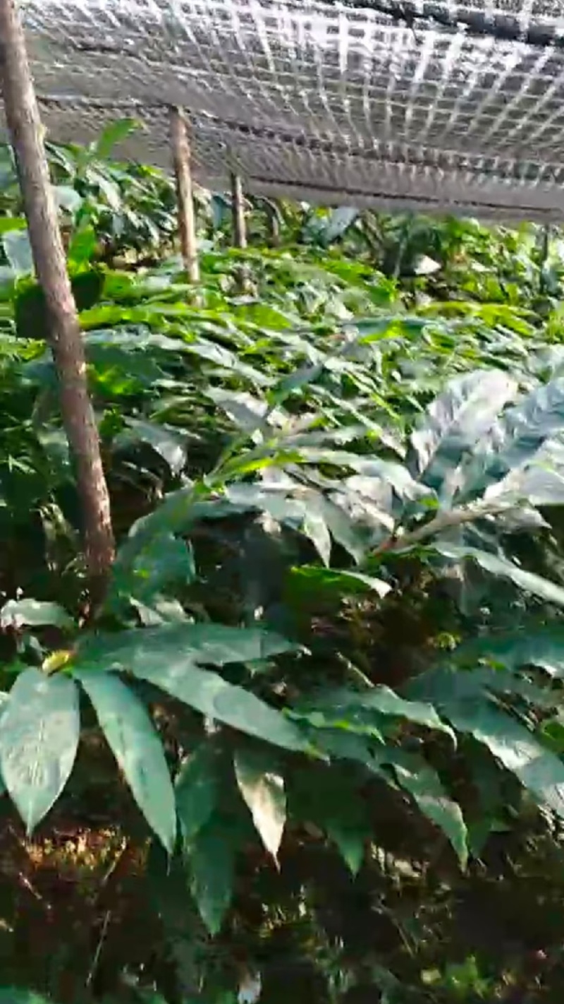 草果苗