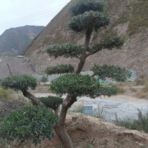油橄榄树绿化批发