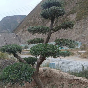 油橄榄树绿化批发
