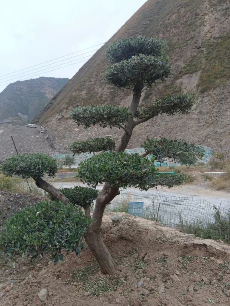 油橄榄树绿化批发