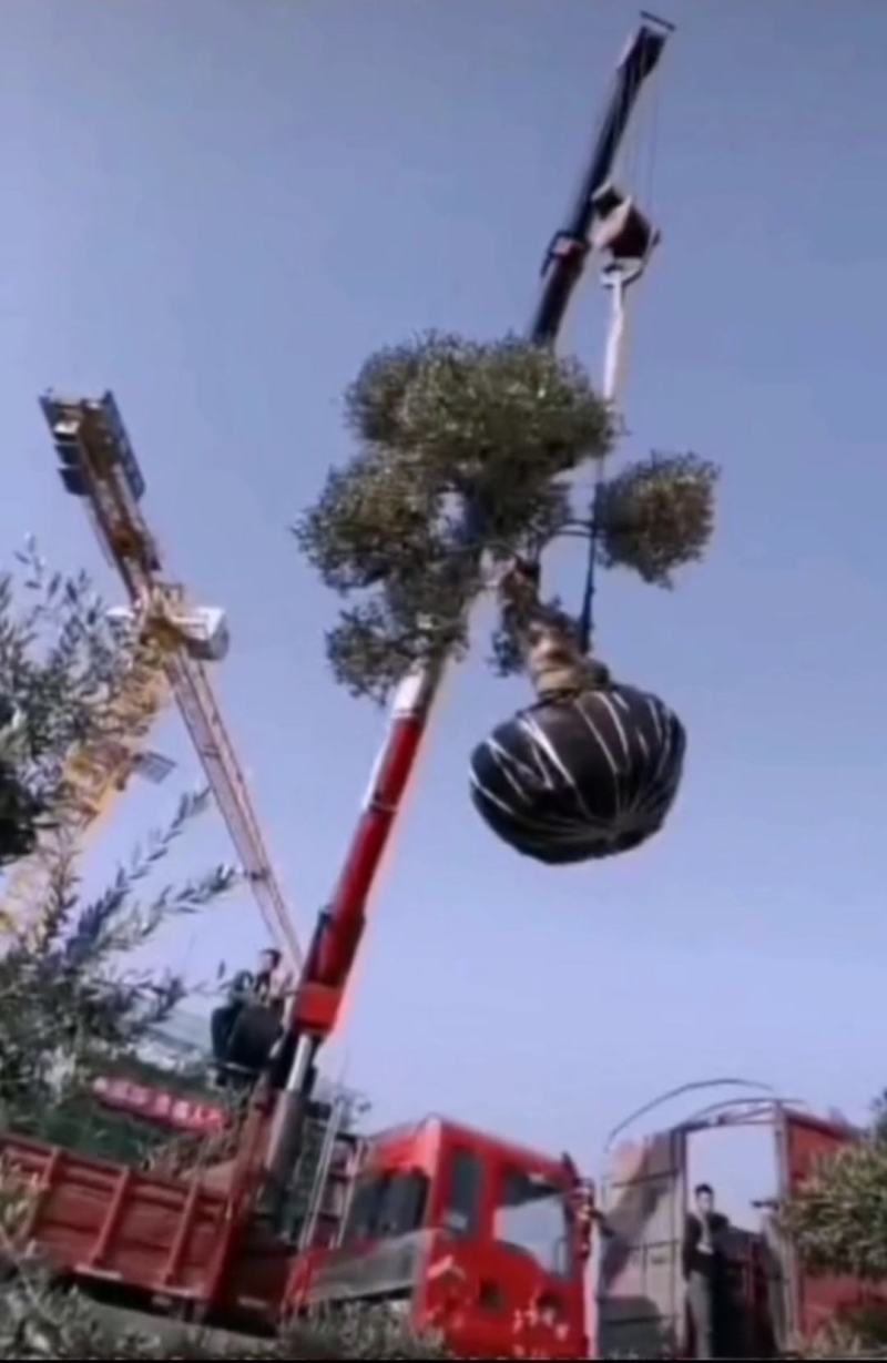 油橄榄树绿化批发