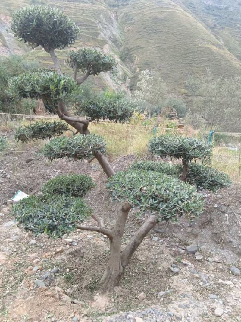 油橄榄树绿化批发