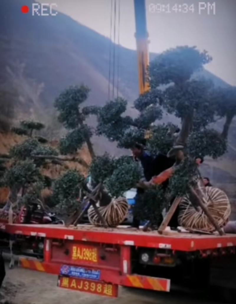 油橄榄树绿化批发