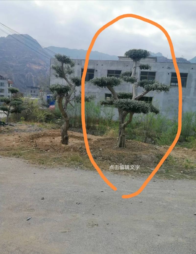 油橄榄树绿化批发
