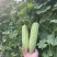 苦瓜