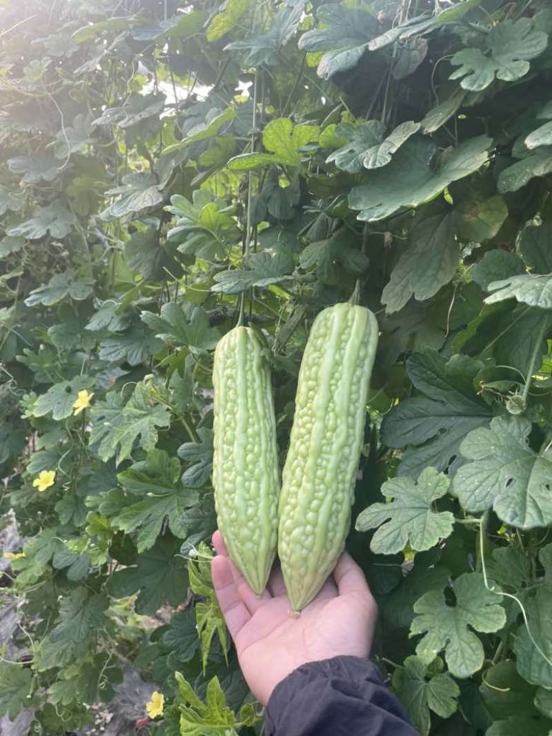 苦瓜