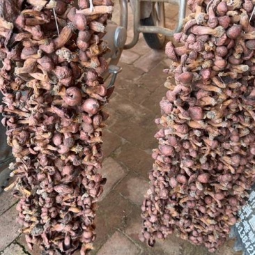 野生菌，红蘑干货，大量出售