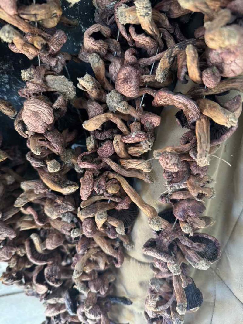 野生菌，红蘑干货，大量出售