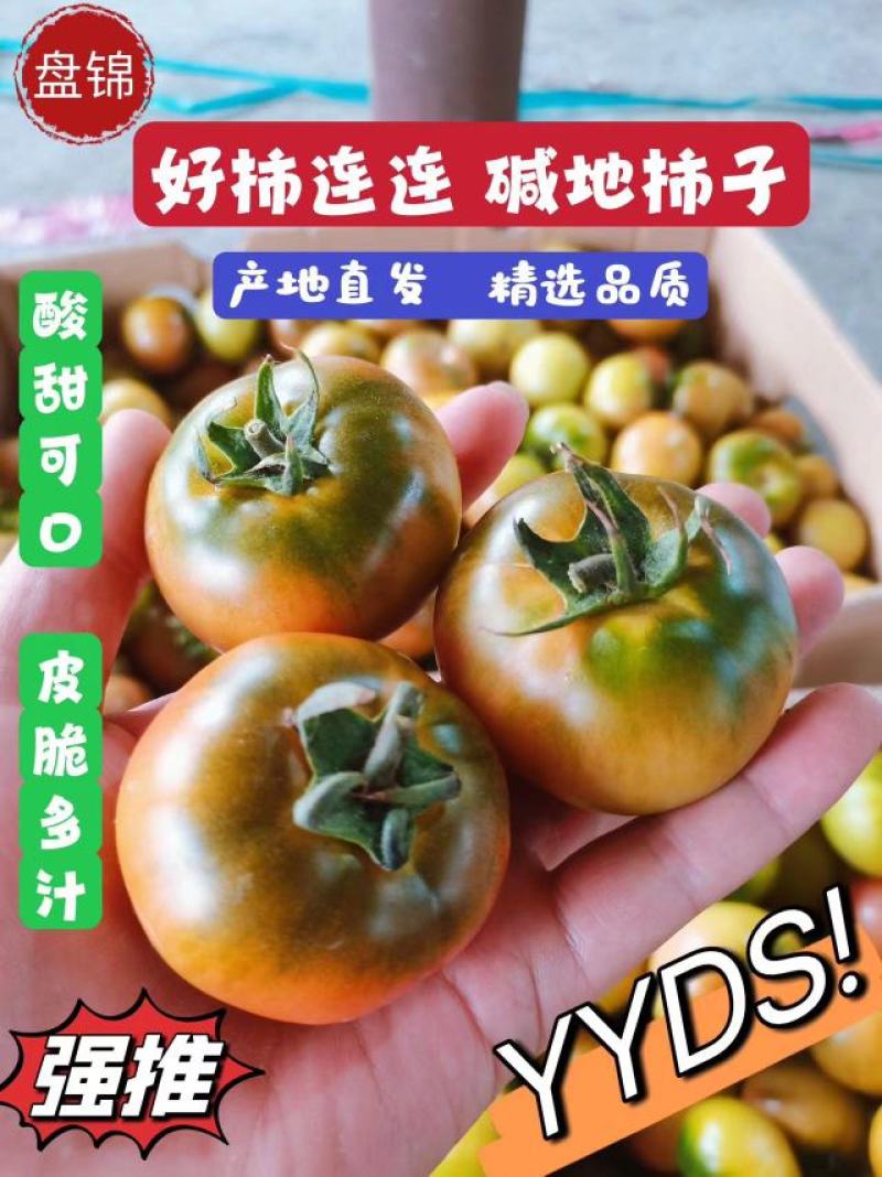 盘锦好柿连连碱地柿子草莓柿子铁皮柿子绿腚柿子番茄