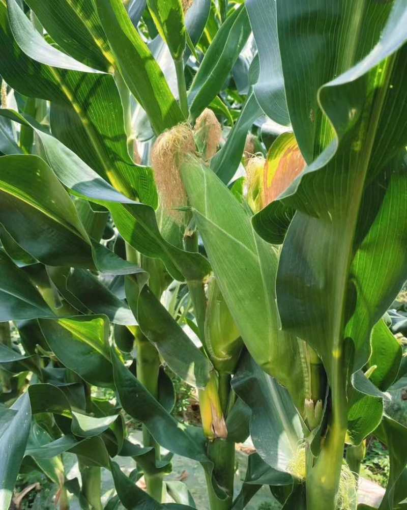 秋收玉米🌽软糯香甜，保证质量，货源充足。