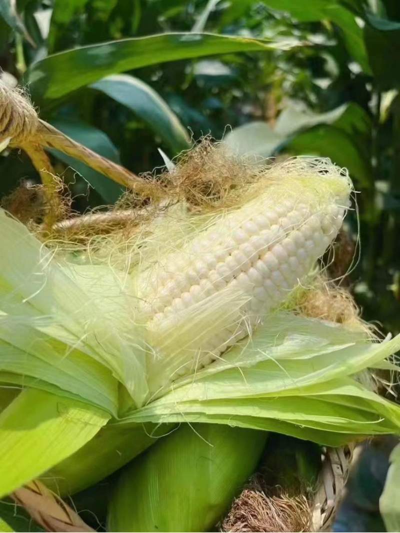 秋收玉米🌽软糯香甜，保证质量，货源充足。