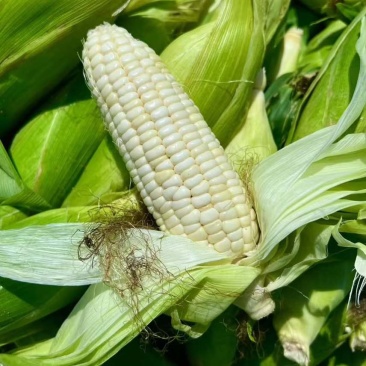 秋收玉米🌽软糯香甜，保证质量，货源充足。