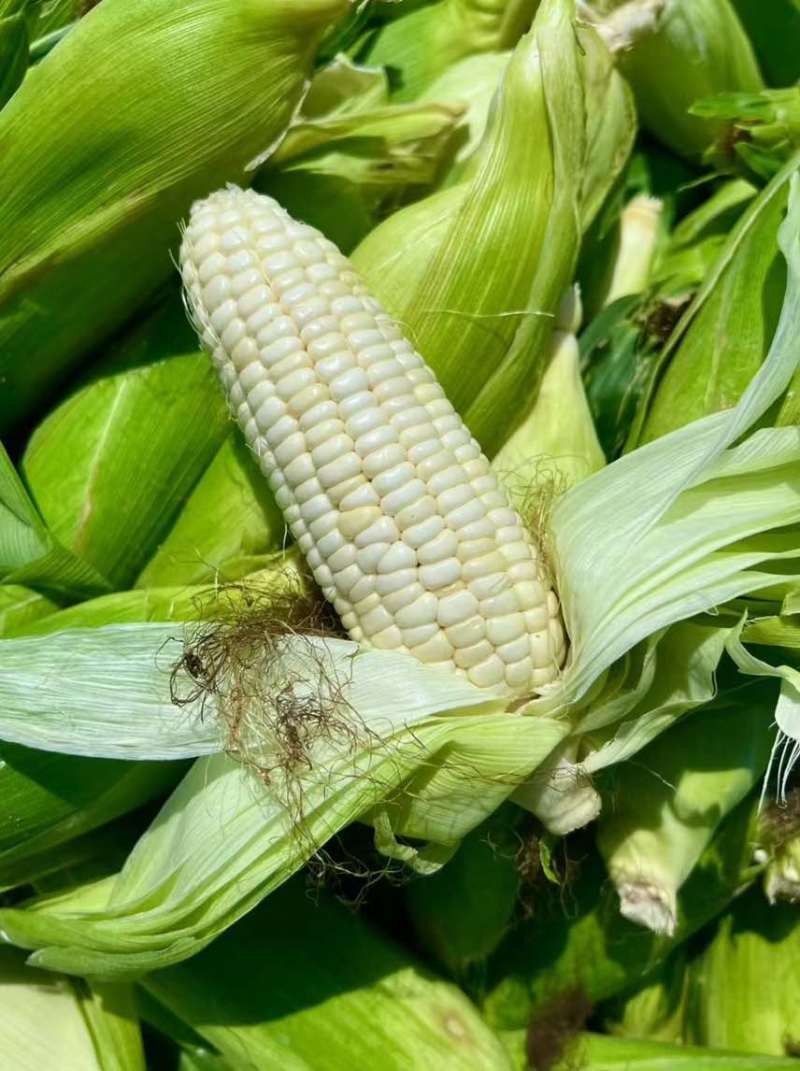 秋收玉米🌽软糯香甜，保证质量，货源充足。