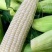秋收玉米🌽软糯香甜，保证质量，货源充足。