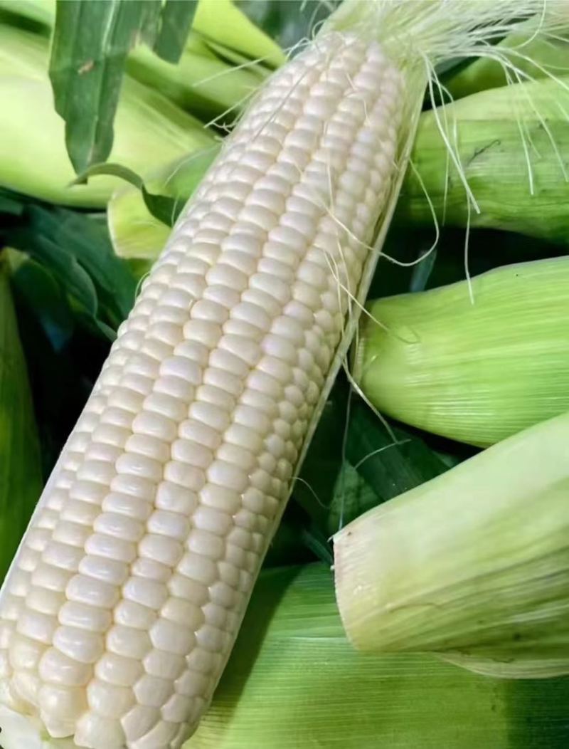 秋收玉米🌽软糯香甜，保证质量，货源充足。