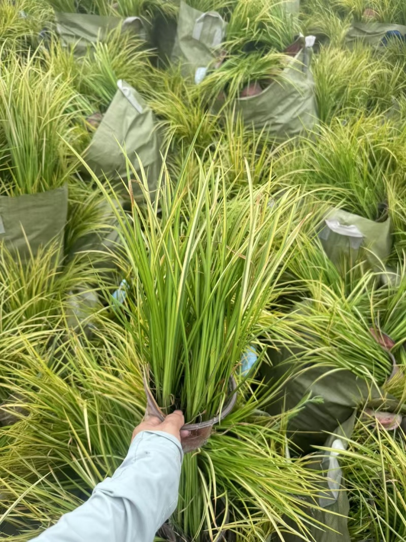 金叶菖蒲
