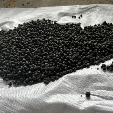 黄柏货源专业供应新鲜到位自产自销随时有货诚信为本