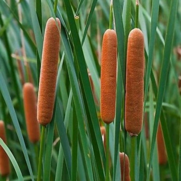 蒲棒