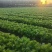 芥菜大量上市、市场货