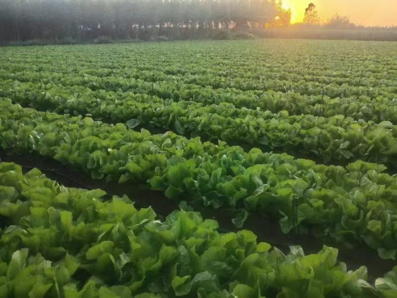 芥菜大量上市、市场货